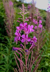 Obraz premium Cotswolds, England, UK - Close up Fireweed flower in a wild meadow