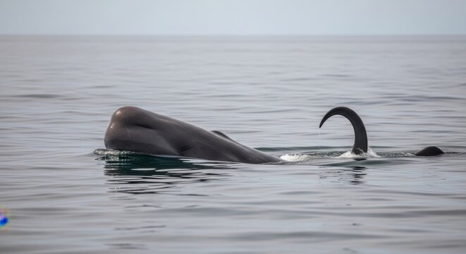 Dwarf sperm whale surfacing from the ocean depths with its characteristic blunt head and curved tail visible above calm waters