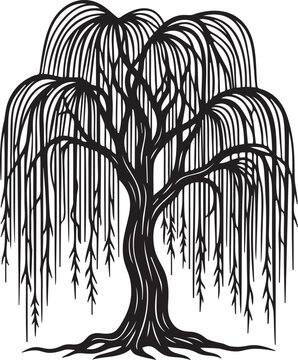Weeping willow tree vector silhouette illustration for outdoor design.