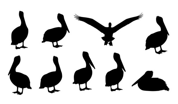 Pelican silhouette set collection with standing flying and resting seabird poses vector isolated on white