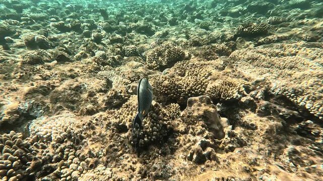 The Sohal tang fish swims over coral reef in Red Sea in Egypt. Underwater life.