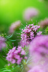 Soft floral bloom with pink flower and delicate petals