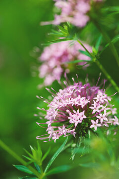 Soft floral bloom with pink flower and delicate petals