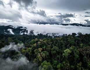 Aerial view of lush tropical rainforest canopy covered in dense low hanging clouds, stormy sky, moody atmosphere, nature exploration, wilderness