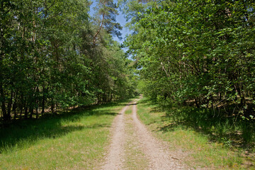 Fototapeta premium hiking trail through the forest in Hoge Kempen national park, Genk, Flanders, Belgium 
