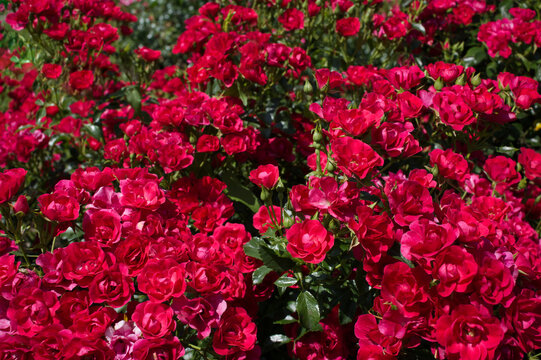 Small red groundcover roses sunlight