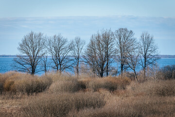 Fototapeta premium Leafless trees line the shore of a calm lake under a clear blue sky, with sparse vegetation in the foreground and water visible in the background