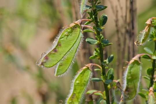 close-up of the green seedpod of scotch broom - Cytisus scoparius
