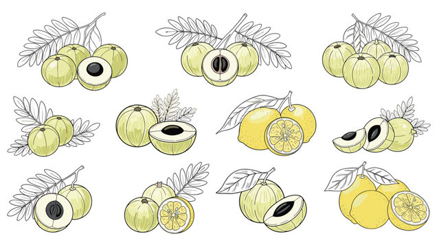 Collection of hand drawn sketches featuring amla fruits with leaves and citrus lemons on a plain white background for design.