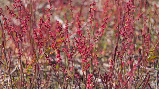 field of red sorrel flowers, close-up, selective focus - Rumex acetosella 
