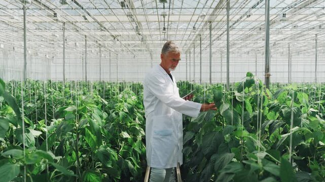 White agronomist conducting greenhouse audit with tablet, senior male specialist walks rows, taps screen, evaluates plant vigor and canopy, methodical solo inspection, calm professional atmosphere