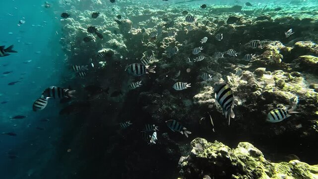 Tropical fish sergeant major swimming next to coral reef. Underwater life of Red sea.