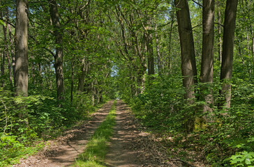 Obraz premium hiking trail through the forest in Hoge Kempen national park, Genk, Flanders, Belgium 
