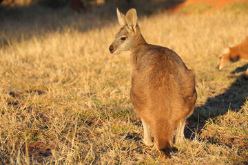 Fototapeta premium kangaroo in the desert around alice springs in australia 