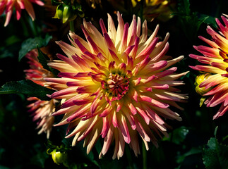 View of dahlia in the garden. Variety - Lindsay Michelle