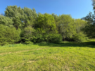 A vibrant display of lush green trees under a bright blue sky. The scene captures the edge of a...