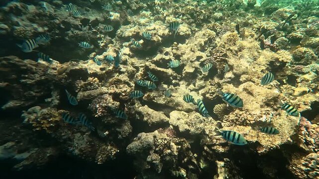 Tropical fish sergeant major swimming over coral reef. Underwater life of Red sea.