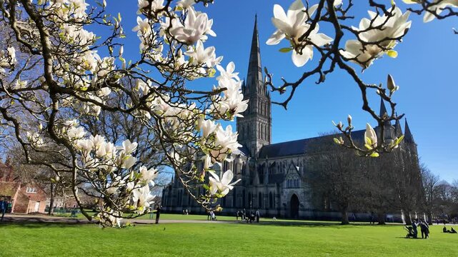 Salisbury Wiltshire England UK. 02.03.2026. Video.  Highly fragrant white Magnolia tree in full bloom  with a background of Salisbury Cahedral. Early springtime.