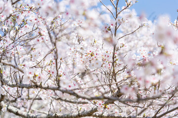 Naklejka premium 桜