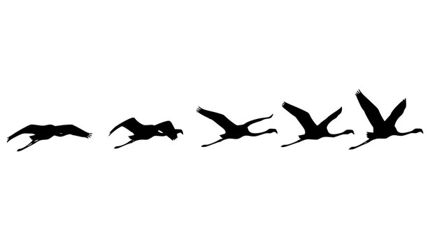 Flying flamingo silhouette sequence wing motion progression tropical bird vector set isolated on white