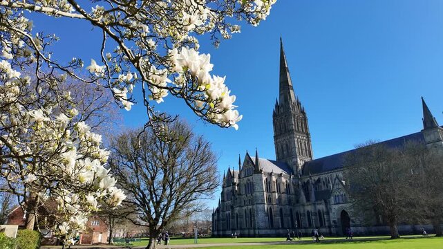Salisbury Wiltshire England UK. 02.03.2026. Video.  Highly fragrant white Magnolia tree in full bloom  with a background of Salisbury Cahedral. Early springtime.