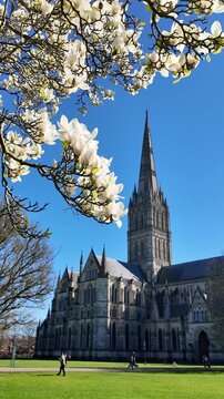 Salisbury Wiltshire England UK. 02.03.2026. Video.  Highly fragrant white Magnolia tree in full bloom  with a background of Salisbury Cahedral. Early springtime.
