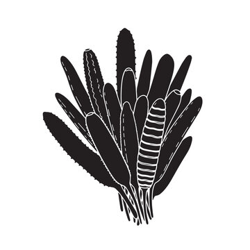Black Sea cucumber  Silhouette Vector, High Quality Illustration on White Background