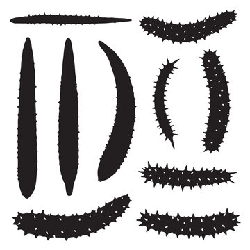 Black Sea cucumber  Silhouette Vector, High Quality Illustration on White Background