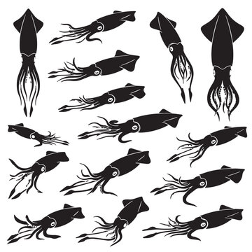 Black Vampire squid Silhouette Vector, High Quality Illustration on White Background