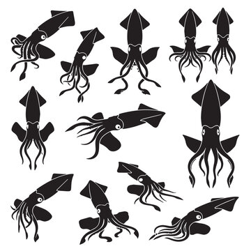 Black Vampire squid Silhouette Vector, High Quality Illustration on White Background