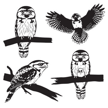 Black Tawny frogmouth Silhouette Vector, High Quality Illustration on White Background