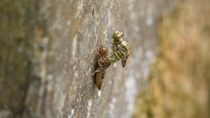 Clubtail dragonfly (Gomphus) emerging from its nymph skin, metamorphosis process in nature © Pierre