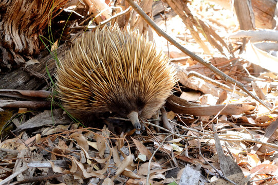Short-beaked Echidna (Tachyglossus aculeatus) foraging in dry leaf litter, Australian native wildlife