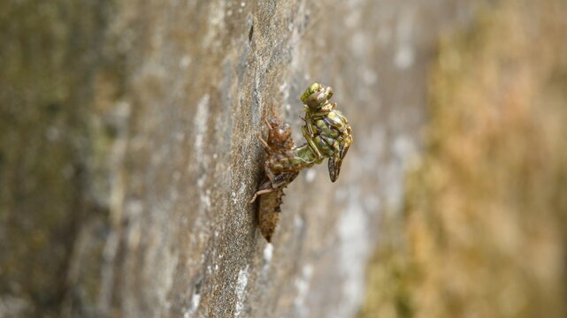 Clubtail dragonfly (Gomphus) emerging from its nymph skin, metamorphosis process in nature