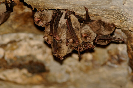 Colony of Common Bent-wing bats (Miniopterus schreibersii) roosting in a dark cave