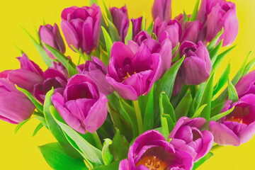 Obraz premium Pink tulip bouquet blooming against yellow background