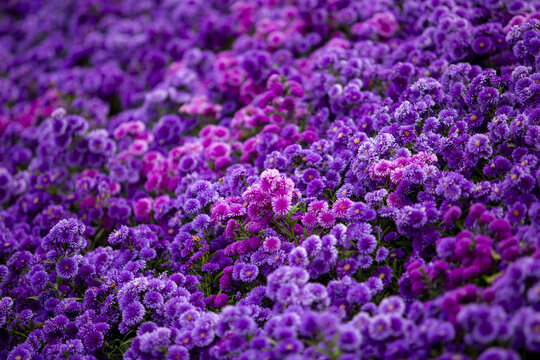 아스타국화,Aster alpinus,꽃밭,별바람언덕,감악산,덕산리,거창군,경남