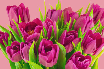 Obraz premium Magenta tulip cluster with green leaves on pink background