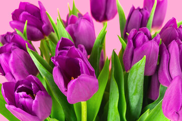 Fototapeta premium Violet tulip bouquet blooming close up on pink background