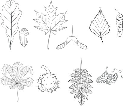 Educational coloring page set: Deciduous tree leaves and seeds. Oak, Maple, Birch, Horse Chestnut, Rowan. Botanical vector illustration for kids school biology