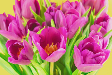 Fototapeta premium Pink tulip bouquet arranged against yellow background