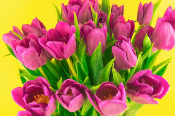 Obraz premium Pink tulip bouquet blooming against yellow background