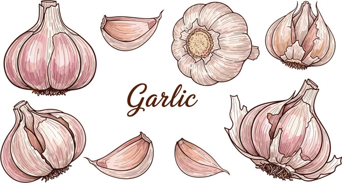 Garlic illustration set with hand drawn bulbs and cloves. Vintage style food sketch with lettering. Organic spice elements for kitchen, cooking and packaging design.