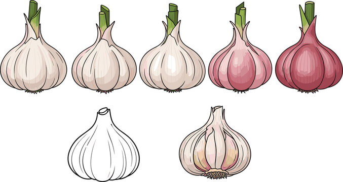 Assorted garlic bulbs in multiple varieties and colors. Hand illustrated organic food collection. Natural ingredient visuals for cooking, farming and fresh produce design.