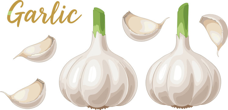 Minimal garlic composition featuring whole bulbs and scattered cloves. Elegant hand illustrated food design with lettering. Clean organic ingredient concept for culinary branding.
