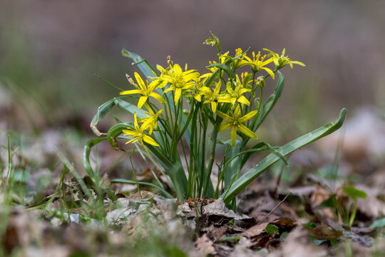 Yellow Gagea lutea wildflowers blooming in spring forest