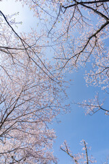 Obraz premium 桜
