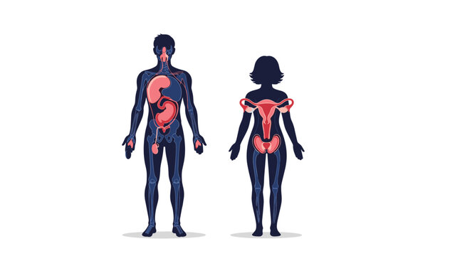 Diagram showing the internal human anatomy including the digestive, respiratory, and reproductive organ systems.