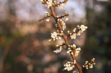 Delicate white blossoms emerge on a dark tree branch in soft, diffused light