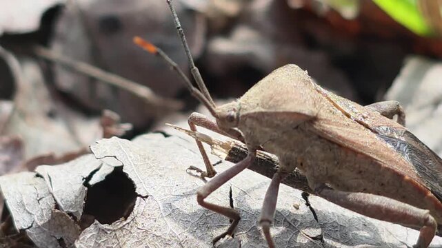 

Bean Bug (Riptortus pedestris) Walking on Dry Leaves Towards Camera 1
학명: Riptortus pedestris
